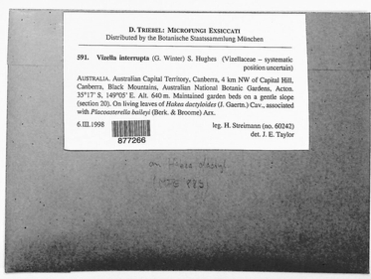 Vizella interrupta image